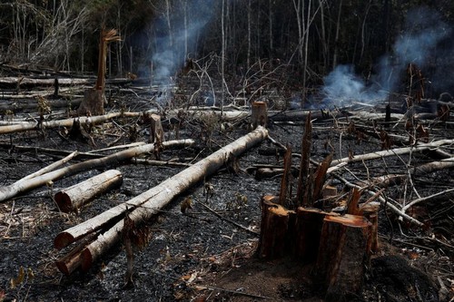Cháy rừng Amazon: Hiểm họa không chỉ riêng ai!