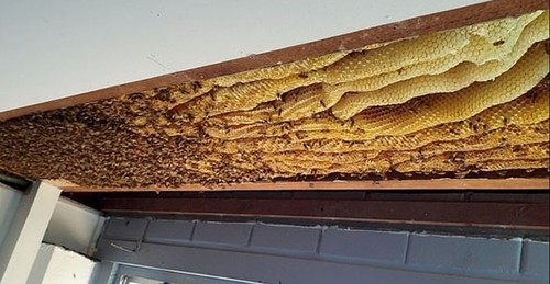 Hãi hùng tổ ong mật khổng lồ hơn 60,000 con trên trần nhà