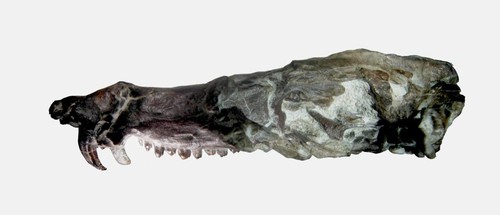 Kinh ngạc hóa thạch lớp Thú giống loài sóc trong 'Kỷ băng hà'