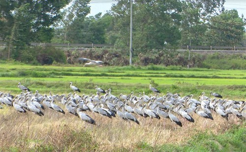Hàng nghìn con chim lạ xuất hiện ở Quảng Trị là loài cò nhạn quý hiếm