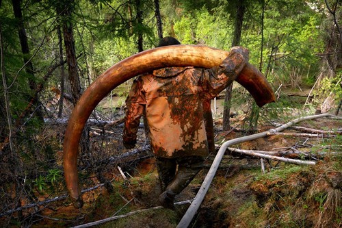 Cơn sốt tìm ngà voi ma mút ở Nga khi băng vĩnh cửu tan chảy