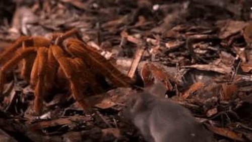 Video: 'Quái vật' nhện khổng lồ chuyên ăn thịt chim Goliath