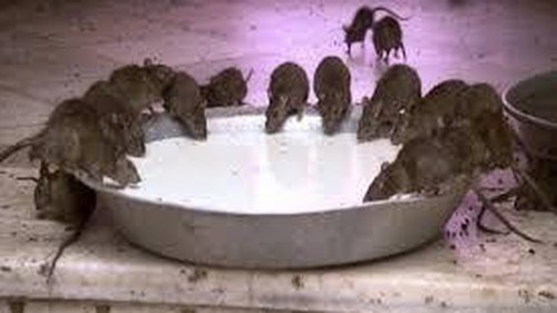 Video: 25.000 con chuột ở đền thờ được người dân Ấn Độ cung phụng, bảo vệ mỗi ngày