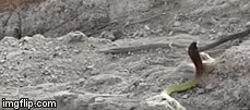 Video: Bị đứt đôi thân rắn hổ mang vẫn nhanh chóng tẩu thoát
