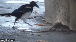 Video: Chuột bé nhỏ đánh nhau điên cuồng với chim ác trên phố và cái kết