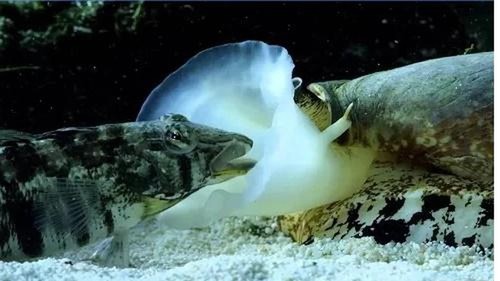Video: Sửng sốt “sát thủ đại dương” phóng độc khiến con mồi tê liệt ngay lập tức