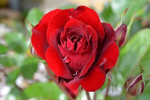 Khám phá những giống hoa hồng đẹp nhất thế giới