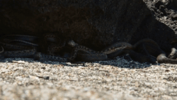 Video: Kì nhông biển phải bỏ chạy vì bị cả đàn rắn rượt đuổi