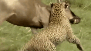 Video: Rợn người báo đốm dùng chiêu sát thủ, hạ gục linh dương
