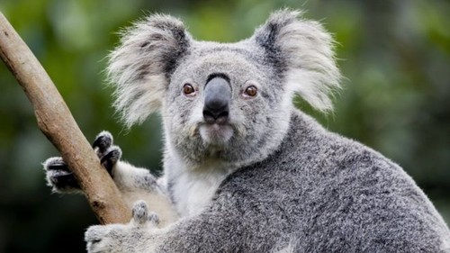 Video: Cuộc sống hạnh phúc của những con koala dễ thương mất nhà