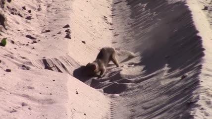Video: Cầy mangut điên cuồng bới cát, lôi bọ cạp lên "xẻ thịt"