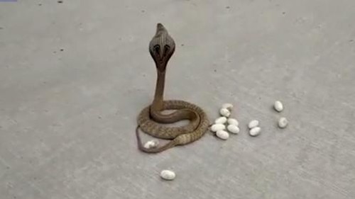 Video: Cận cảnh rắn hổ mang đẻ trứng giữa đường phố