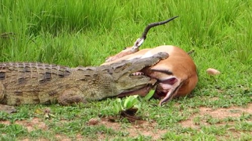 Video: Kẹt trong hàm cá sấu, linh dưỡng vẫn phản đòn và thoát chết kỳ diệu