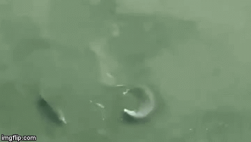 Video: Cận cảnh cá heo “bày binh bố trận” vờn con mồi