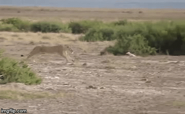 Video: Ngựa vằn tung cú đá hậu “thần sầu” khiến sư tử phải trả giá đắt