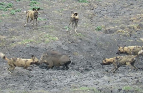 Video: "Thập diện mai phục", bầy chó hoang khiến lợn rừng hết lối thoát