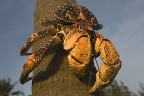 Video: Cua khổng lồ dài 1 mét ở Indonesia chuyên leo cây hái dừa
