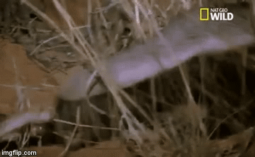 Video: Đang ăn thịt rắn phì châu Phi, lửng mật bỗng lăn đùng ra “ngất”