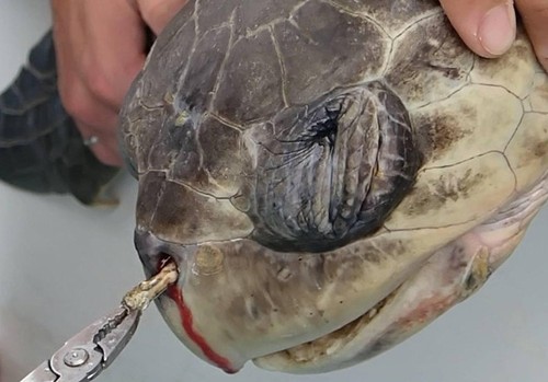 Video: Nghẹn lòng trước cảnh con người giải cứu rùa biển