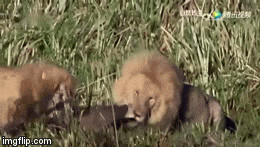 Video: Xâm phạm "vùng đất cấm", linh cẩu bị sư tử giết chết dưới đầm lầy