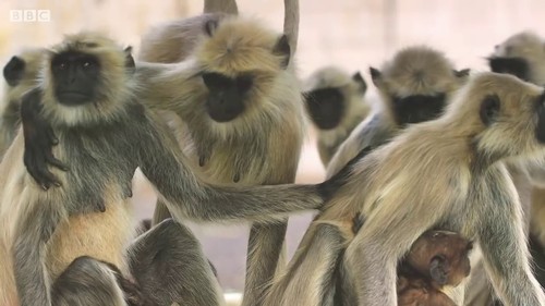 Video: Đàn khỉ khóc thương vì tưởng khỉ nhồi bông là khỉ con đã chết