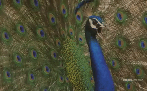 Video: Đang mải mê khoe vũ điệu tán tỉnh, chim công đực suýt thành "mồi ngon"