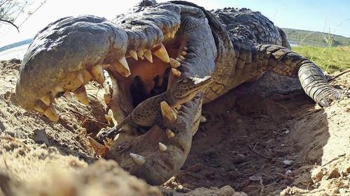 Video: Cận cảnh quá trình cá sấu ngậm đàn con mới nở thả xuống sông