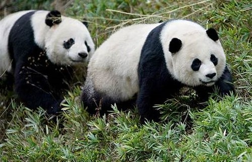 Vườn thú Washington lo sợ mất gấu trúc vì thương chiến Mỹ - Trung