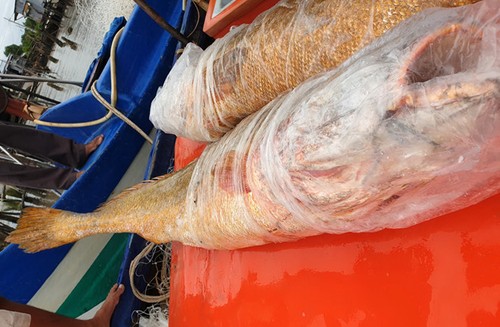 Bắt được 2 con cá sủ vàng nặng 70 kg ở Cà Mau