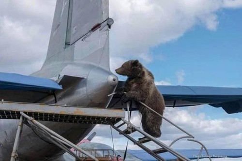 Phi công Nga kể chuyện ly kỳ về chú gấu "con nuôi"
