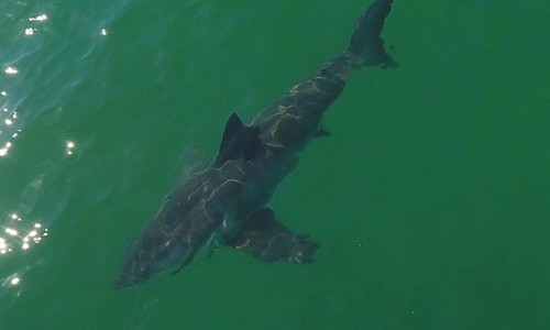 Nước ấm lên, biển ngoài khơi California bất ngờ hóa “công viên cá mập trắng”