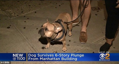 Chú chó chạy một mạch lên nóc nhà 6 tầng rồi nhảy xuống