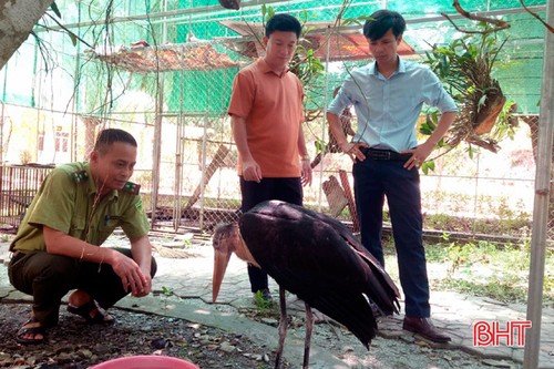 "Số phận" chim khổng lồ quý hiếm vừa sa ruộng ở Hà Tĩnh