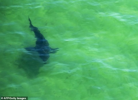 Đàn cá mập xâu xé thịt cá voi: Sự thật bất ngờ
