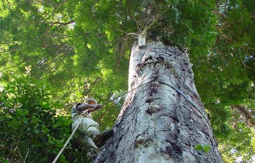 Phát hiện loại cây cao kỷ lục tại rừng nhiệt đới Amazon