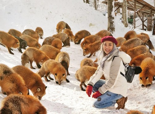 Ngôi làng có hàng trăm con cáo béo, lười ở Nhật Bản