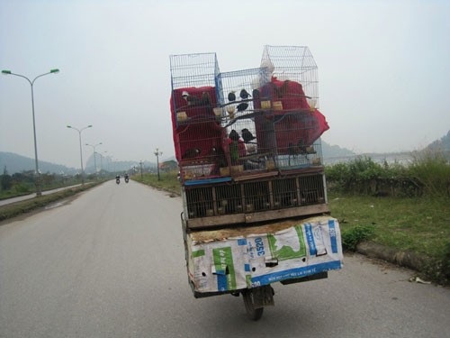 Các lái buôn chim đổ về thành phố Thanh Hóa để tiêu thụ hàng.