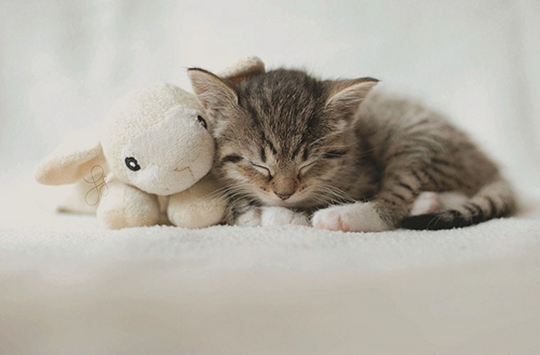 Bức ảnh chú mèo ngủ ôm chặt lấy chuột bông đốn tim cư dân mạng rầm rầm
