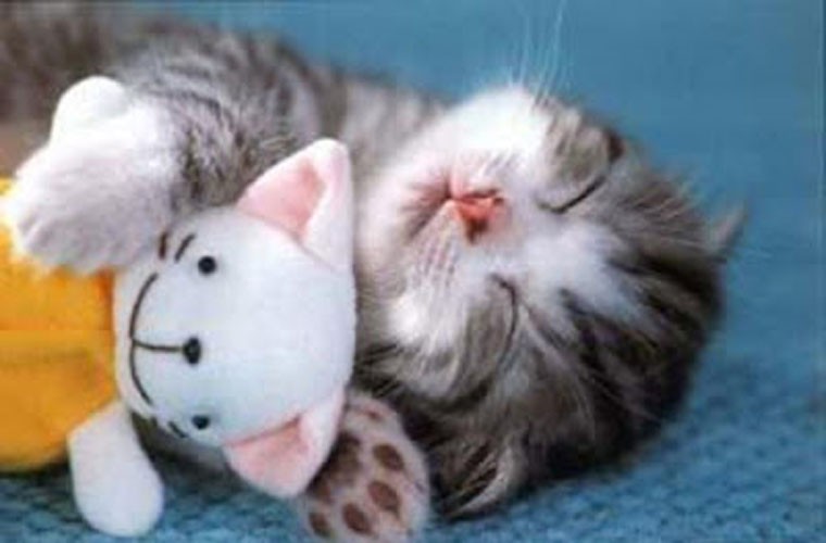Tìm hiểu hơn 105 ảnh mèo ngủ dễ thương mới nhất - Tin Học Vui