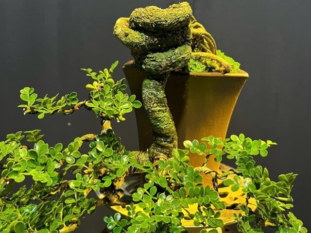 	Loại cây lạ tỏa mùi thơm lên chậu thành bonsai, tượng trưng cho sự thăng tiến và may mắn, có cây giá hàng trăm triệu | Đời sống - Giải trí | 