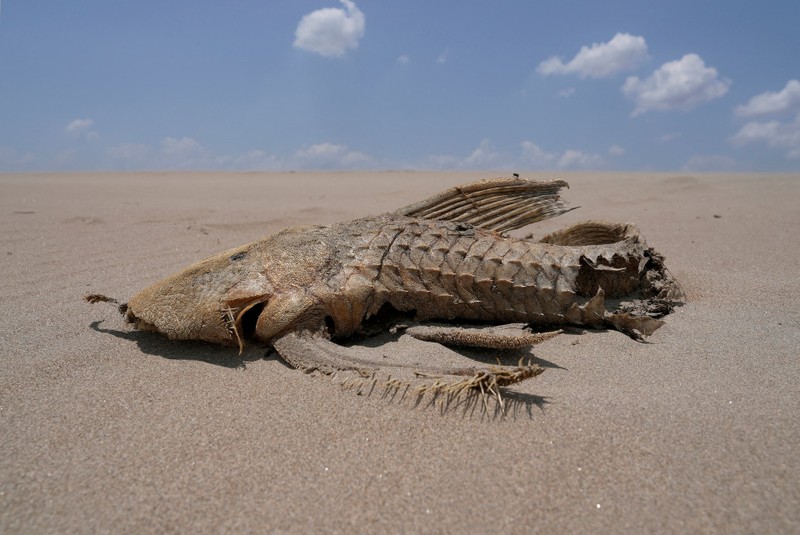 Drought affecting the Amazon