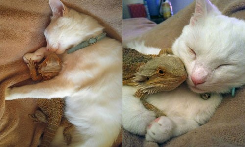 Đôi bạn thân mèo và thằn lằn đã ôm nhau tình tứ như thế nào? Không nên bỏ lỡ cơ hội để xem hình ảnh này và cười tẹt ga với khoảnh khắc đáng yêu này.