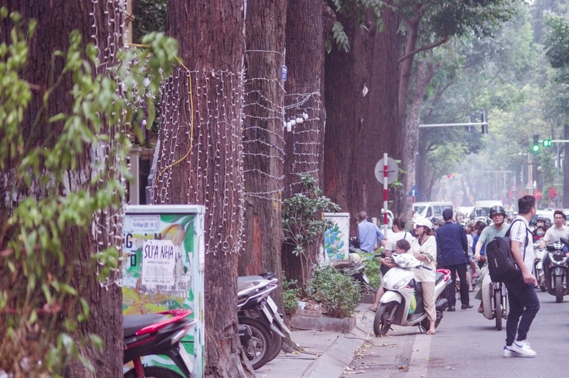 Ha Noi: ngam hang cay sao den tram tuoi tren pho Lo Duc-Hinh-10