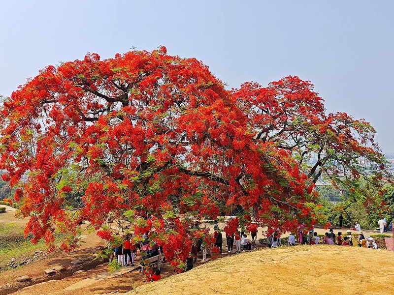 Me man cay phuong vi “thap lua” tren Doi A1 Dien Bien Phu-Hinh-7