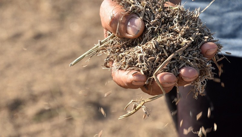 View - 	Bão đi qua, nông dân xót xa gặt thóc thối mọc mầm 