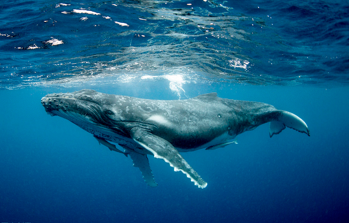 Tổng hợp hơn 54 về hình nền cá voi xanh  Du học Akina