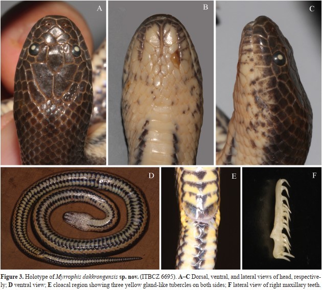 View - 	Loài rắn mới vừa phát hiện tại Việt Nam có vảy bất thường 
