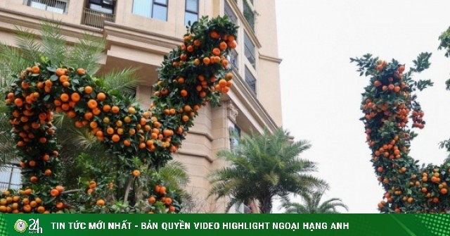 View - 	Cận cảnh cặp quất song Long giá hơn 250 triệu đồng ở Hà Nội