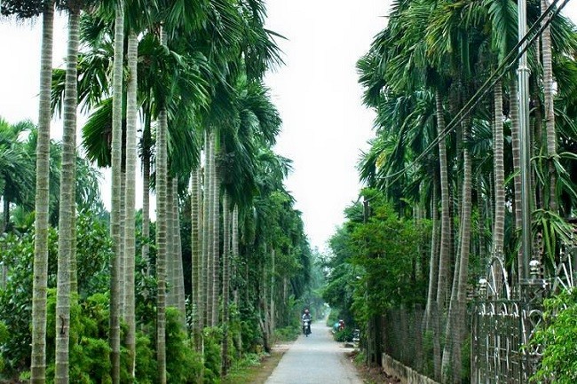 Cả làng ở Thanh Hóa trồng cau gặp thời giá cau tươi tăng cao ngất nhà nào  cũng như trúng số