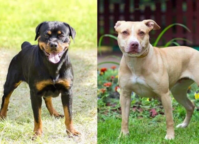 Đề xuât cấm nuôi chó dữ Pitbull Becgie, Rottweiler loài nào cấm